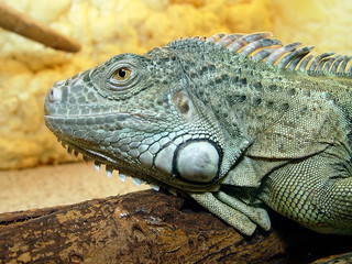 iguana