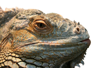 iguana head