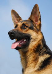 profil de berger allemand