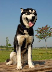 chienne husky