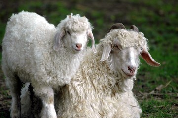 chèvre et son bébé