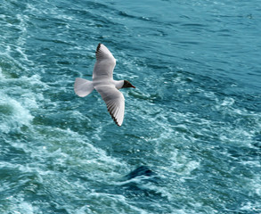 Obraz premium the seagull in flight.