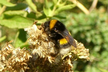 the humble bumble bee