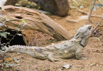 tuatara