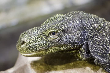 Photo sur Plexiglas Crocodile crocodile monitor