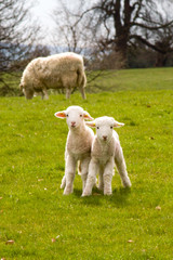 lambs in spring © David Paris