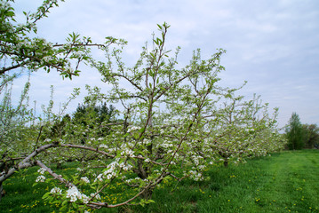 apple flower blossom