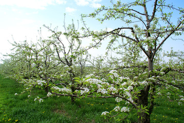 apple farm