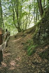 passage dans les bois
