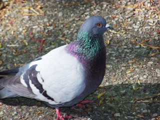 pigeon