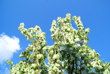 april flower blossom