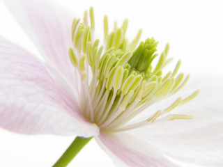 Fototapeta premium pink clematis