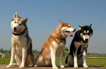 trio sibérien © cynoclub