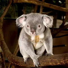 Photo sur Aluminium Koala koala