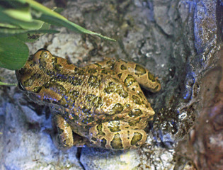 frog