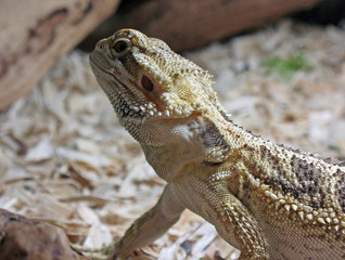 lizard