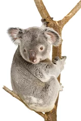 Papier Peint photo Lavable Koala koala
