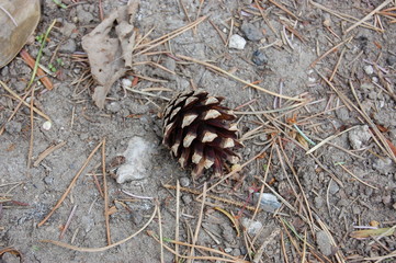 pine cone on floor 1