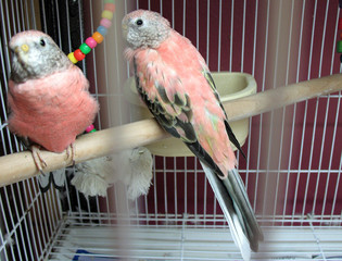 parakeets