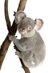 Papier Peint photo Koala koala