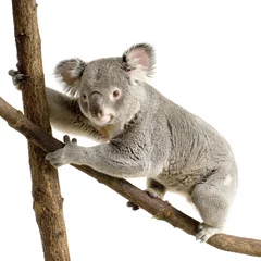 Foto op Aluminium koala © Eric Isselée