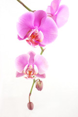 Obraz na płótnie Canvas różowa orchidea
