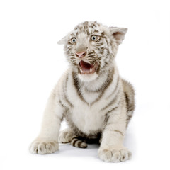 Obraz na płótnie Canvas White Tiger 3 tygodnie