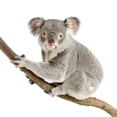 Foto op Plexiglas Koala koala