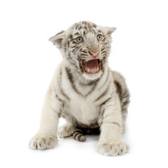 Obraz na płótnie Canvas White Tiger 3 tygodnie