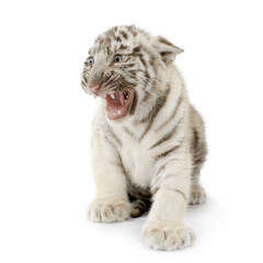 Obraz premium tigre blanc de 3 semaines