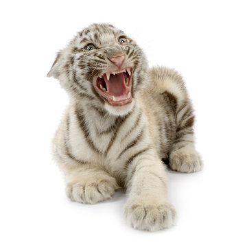 tigre blanc de 3 semaines