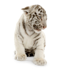 tigre blanc de 3 semaines