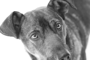dog with sad look
