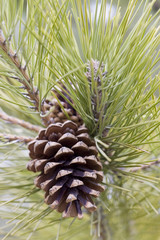 Naklejka na ściany i meble pine's cone