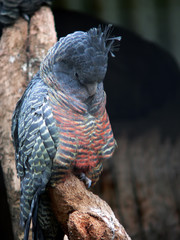 gang-gang parrot