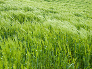 young rye field