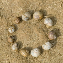 snail circle