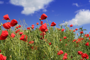 Fototapeta na wymiar red poppies field over sky