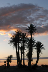 palm trees at sunrise