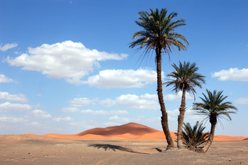 palm trees in the sahara desert - obrazy, fototapety, plakaty