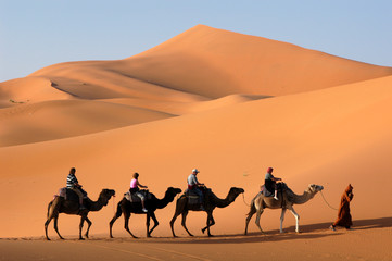 camel caravan in the sahara desert - obrazy, fototapety, plakaty