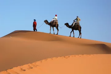  camel caravan in the sahara desert © Vladimir Wrangel