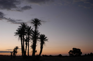 palm trees at sunrise