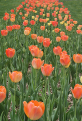 Fototapeta premium tulip path