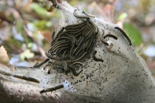 caterpillars