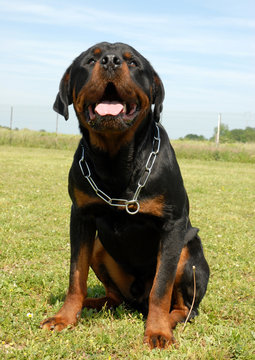 rottweiler d'amour