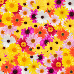 colorful daisy background - 3220337