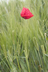 orge et coquelicot