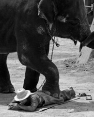 elephant massaging a person