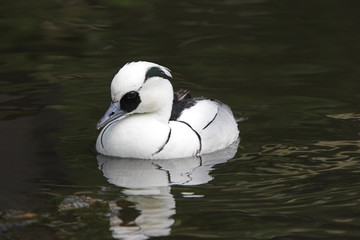 smew - mergus albellus